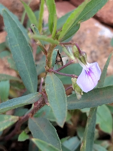 Spade Flower