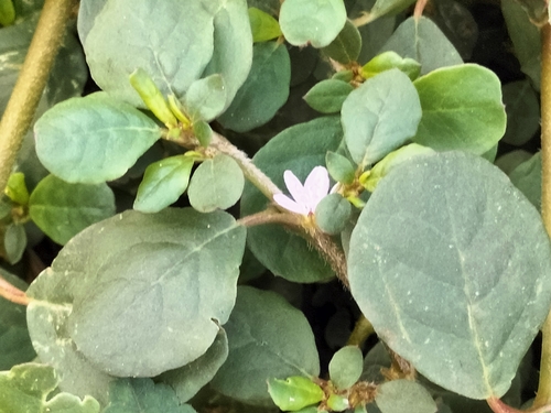 desert horse purslane