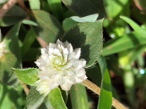 prostrate globe-amaranth