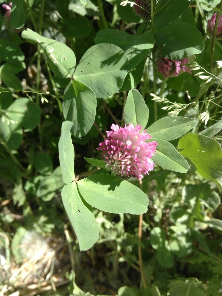 Red Clover from Ulitsa Gidrotekhnikov, Sankt-Peterburg, Russia, 195220 ...