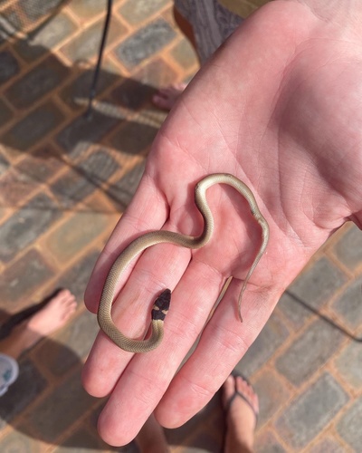 Eastern Brown Snake sighting