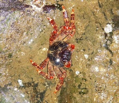 Grapsus albolineatus image
