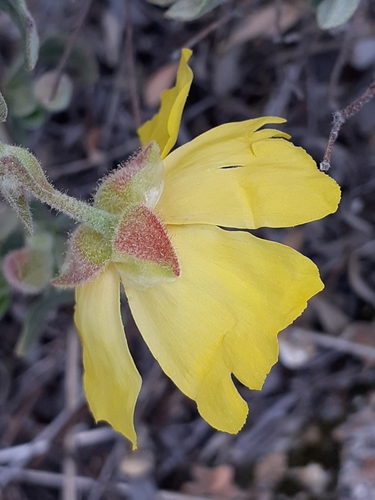 Woolly Rock Rose