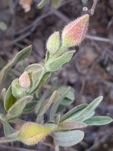 Woolly Rock Rose