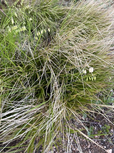 Montezuma Melic (Melica montezumae)