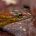 Bridled Forest Gecko - Photo (c) Artur Tomaszek, all rights reserved, uploaded by Artur Tomaszek