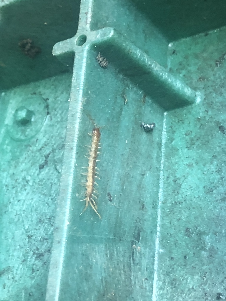 henicopidae-from-uc-riverside-riverside-ca-us-on-april-19-2022-at