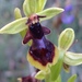 Ophrys insectifera subinsectifera - Photo (c) annacalm, all rights reserved