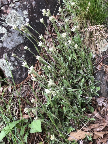 Antennaria parlinii ssp. fallax