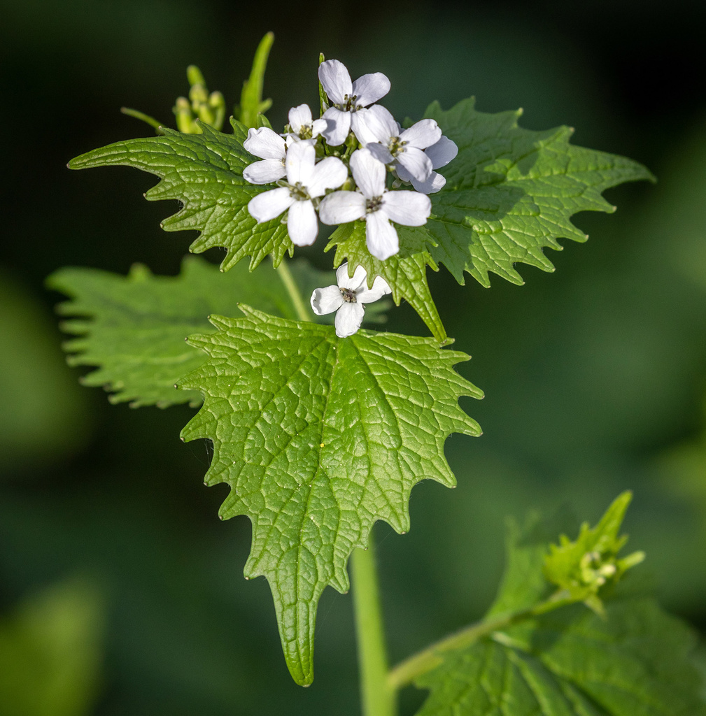 Alliaria petiolata