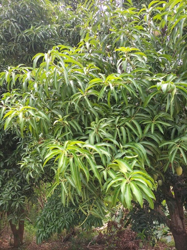 Indian mango