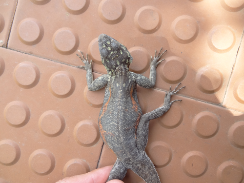 Namib Rock Agama