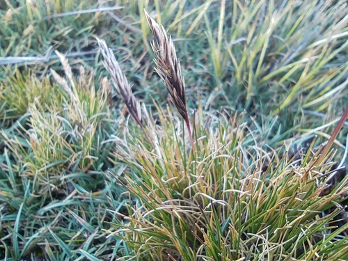 Agrostis breviculmis · iNaturalist Mexico