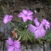 Dianthus palinensis - Photo (c) wildlifeduck, all rights reserved, uploaded by wildlifeduck