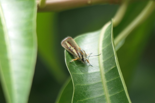 Aegocera rectilinea