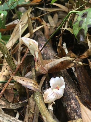 Acanthephippium striatum · iNaturalist