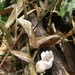 Acanthephippium striatum - Photo (c) wildlifeduck, all rights reserved, uploaded by wildlifeduck