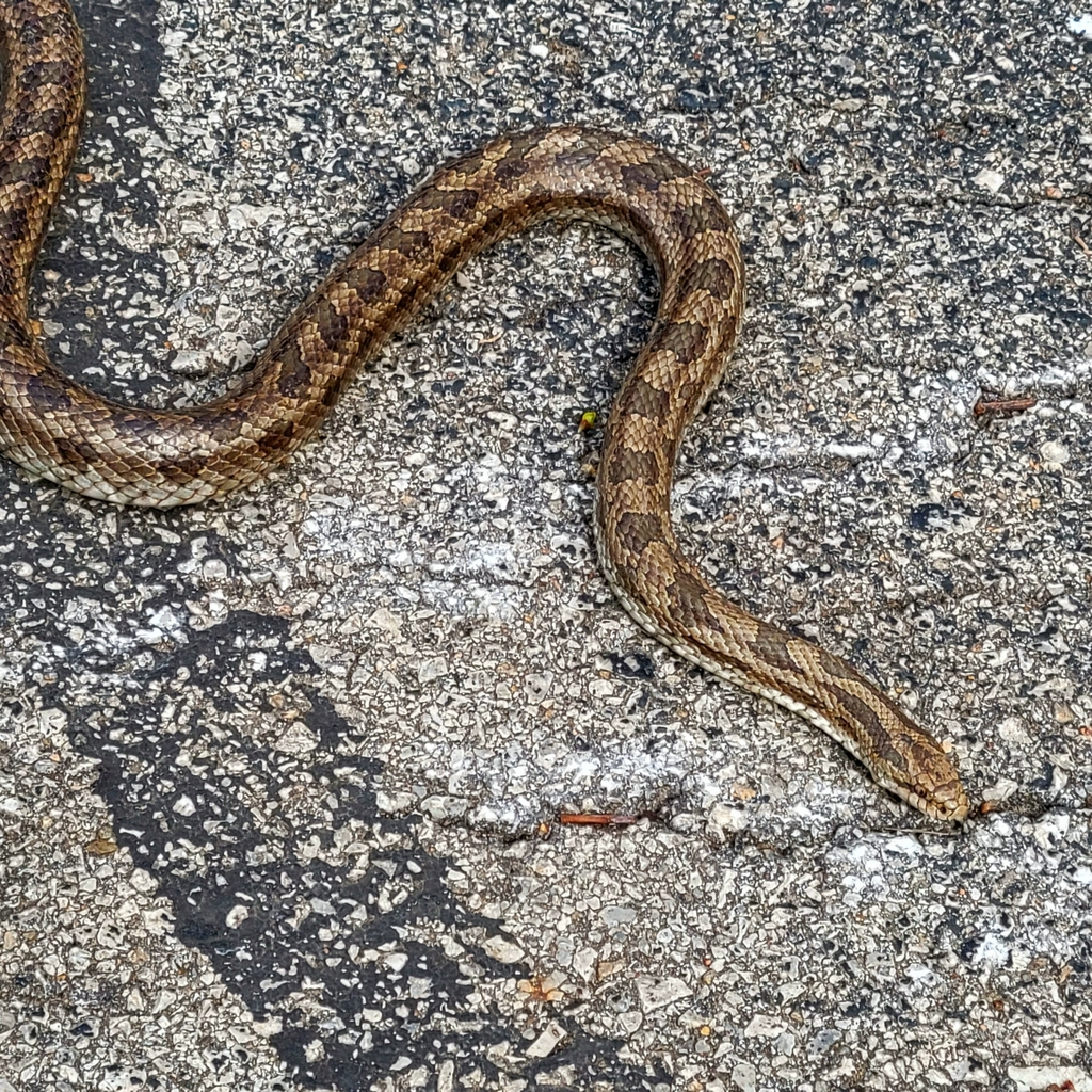 Prairie Kingsnake from Blue Springs, MO, USA on April 10, 2022 at 10:56 ...