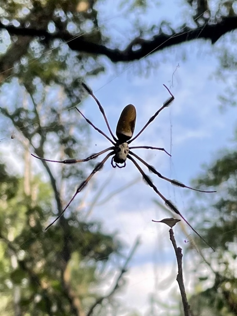 Golden Silk Spider from Kendall Indian Hammocks Park on April 8, 2022