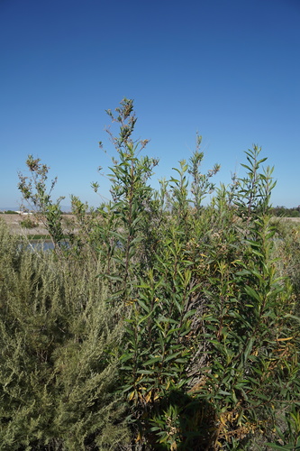 iNaturalist observation photo of mule fat