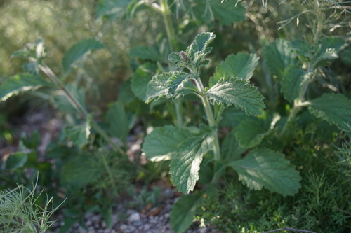 iNaturalist observation photo of western vervain