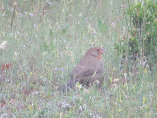 iNaturalist observation photo of California Towhee