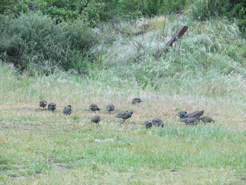 iNaturalist observation photo of California Quail