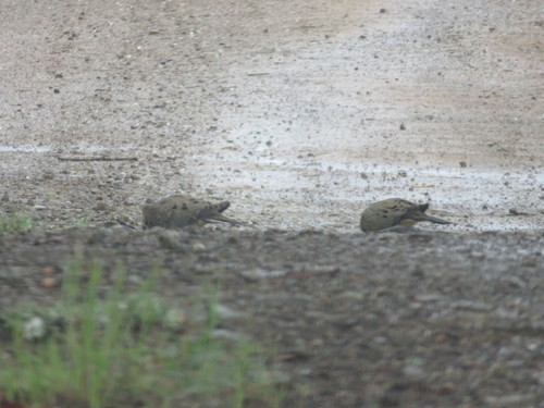 iNaturalist observation photo of Mourning Dove