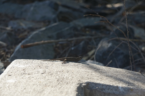 iNaturalist observation photo of Western Fence Lizard