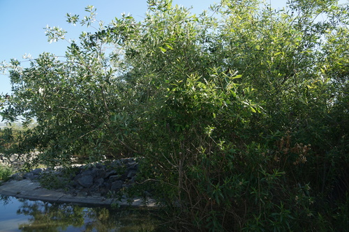 iNaturalist observation photo of Willows