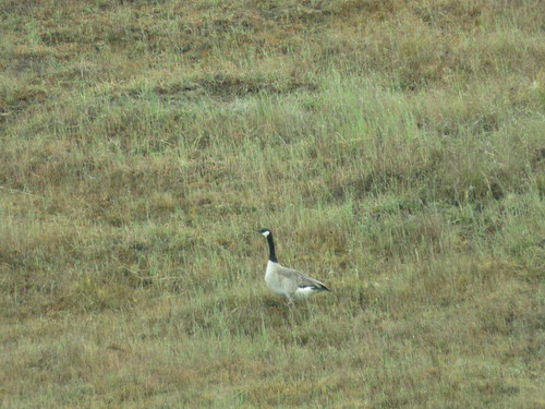 iNaturalist observation photo of Canada Goose