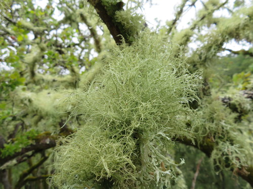 iNaturalist observation photo of Bristly Beard Lichen