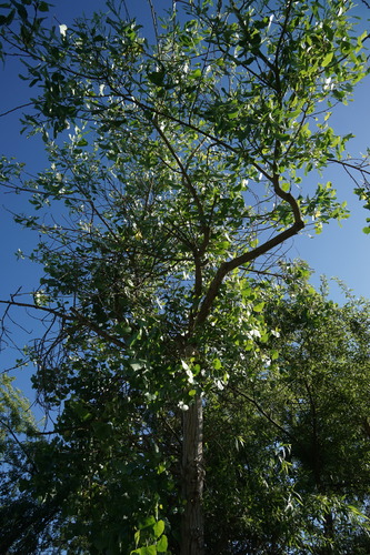 iNaturalist observation photo of Frémont Cottonwood