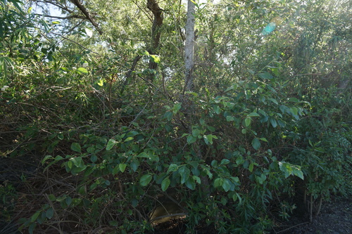 iNaturalist observation photo of white alder