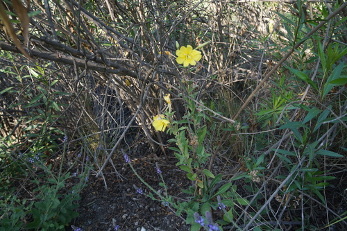 iNaturalist observation photo of tall evening primrose