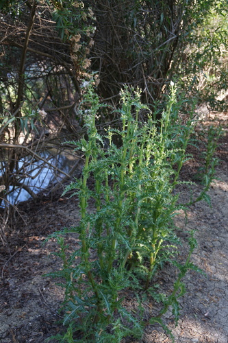 iNaturalist observation photo of prickly sowthistle