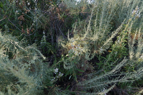 iNaturalist observation photo of black sage