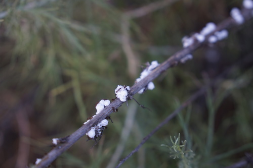iNaturalist observation photo of Plant-parasitic Hemipterans