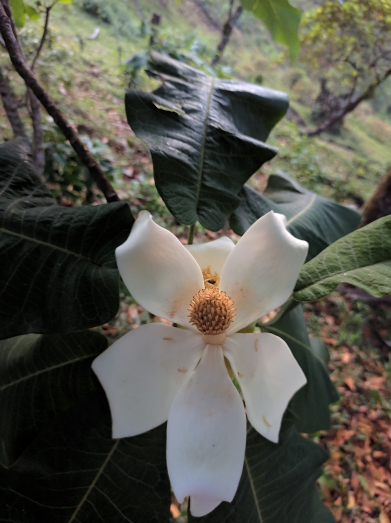 Mexican bigleaf magnolia (Magnolia dealbata) · iNaturalist