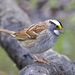 White-throated Sparrow - Photo (c) Dimitris S, all rights reserved, uploaded by Dimitris S
