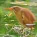 Cinnamon Bittern - Photo (c) Jerome Koh, all rights reserved, uploaded by Jerome Koh