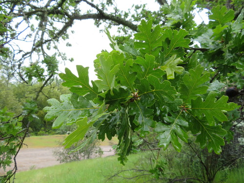 iNaturalist observation photo of valley oak