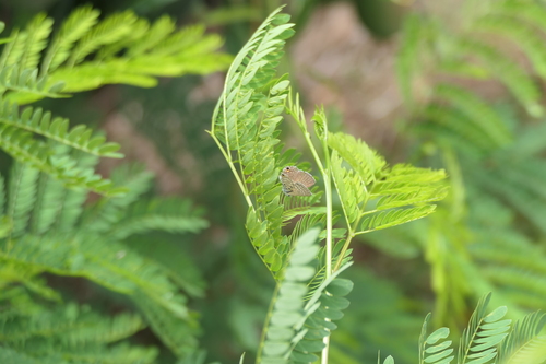 Leaden Hairtail