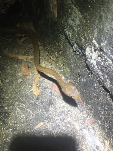 Brown Tree Snake sighting