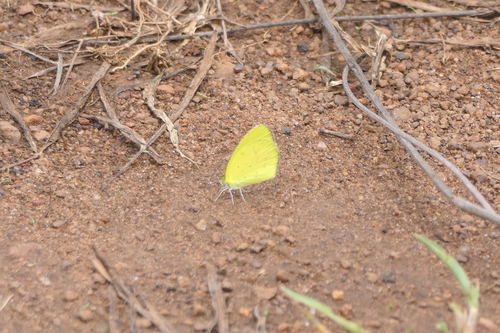 Broad-bordered Grass Yellow