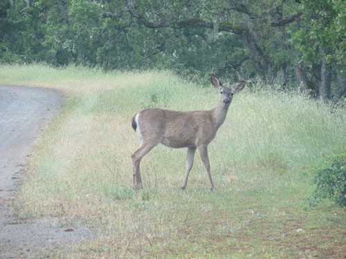 iNaturalist observation photo of Mule Deer