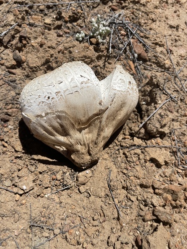 Western Giant Puffball