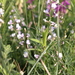 Astragalus austriacus - Photo (c) paatrick95, todos los derechos reservados