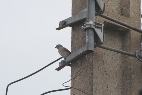 Northern Grey-headed Sparrow