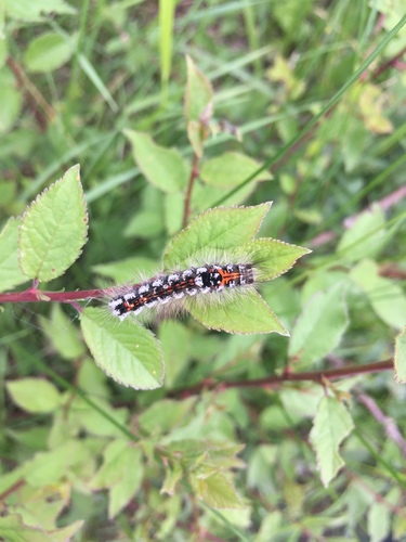 Swan Moth